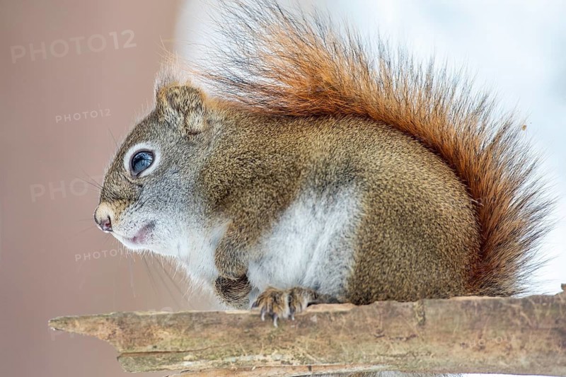 Red squirrel (Tamiasciurus hudsonicus) perched on a branch and watching, region of La Mauricie, province of Quebec, Canada