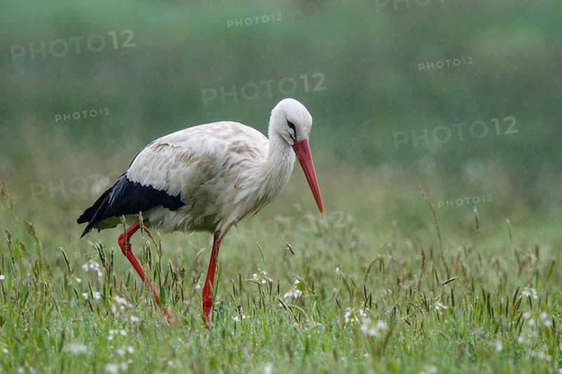 White Stork (Ciconia ciconia) foraging in the rain, North Rhine-Westphalia, Germany