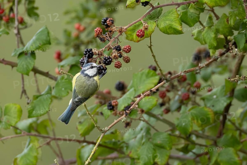 Blue tit (Cyanistes caeruleus) adult garden bird feeding on blackberries fruit in a hedgerow in summer, Suffolk, England, United Kingdom