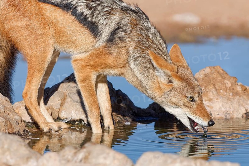 Black-backed jackal (Lupulella mesomelas), adult animal, reflected in the water, drinking at a waterhole, golden morning light, Kgalagadi Transfrontier Park, Northern Cape, South Africa