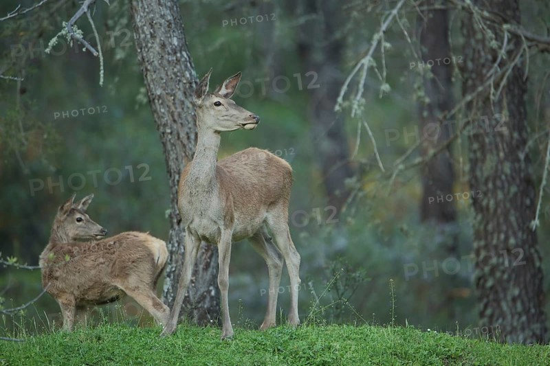 Red deer (Cervus elaphus) with young, Monfragüe, Campillo de Deleitosa, Extremadura, Spain