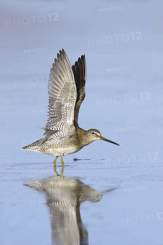 Long-billed Dowitcher Limnodromus scolopaceus Gilbert, Maracopa County, Arizona, United States 16 March Adult in winter plumage with wings up. Scolopacidae
