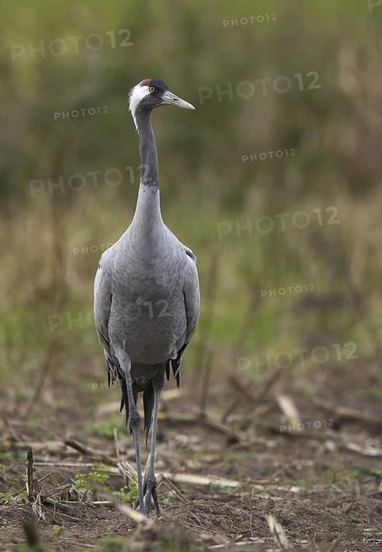 Common Crane (Grus grus), Mecklenburg-Western Pomerania, Germany