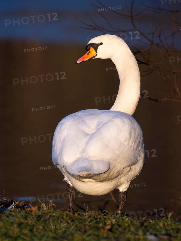 Mute Swan, (Cygnus olor), adult male, standing beside a lake, in late evening light in winter, Hesse, Germany
