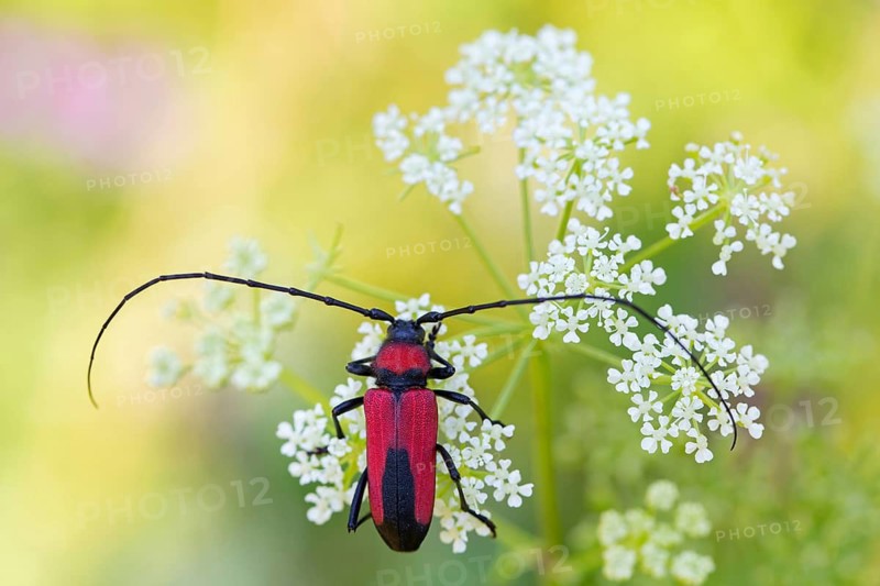 (Purpuricenus budens), longhorn beetle, animals, insects, family of beetles, Pleven, Bulgaria