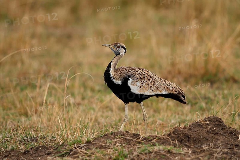 Black-bellied Bustard (Lissotis melanogaster) male, Samburu, Kenya