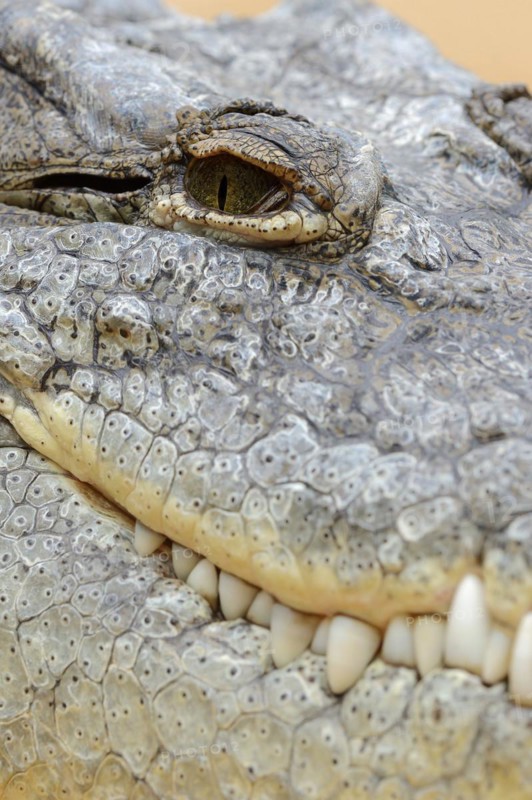Nile crocodile (Crocodylus niloticus), eye and teeth, captive, occurring in Africa