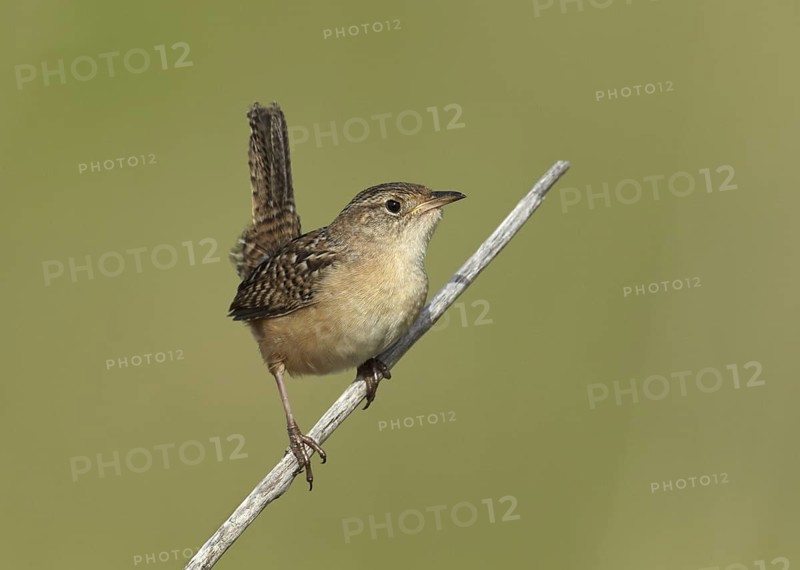 Sedge Wren (Cistothorus platensis), Minnesota, USA