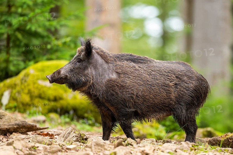 Wild boar (Sus scrofa) standing in a forest, Bavaria, Germany