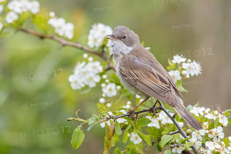 Common Whitethroat (Sylvia communis) male singing, perched on a twig, Poland