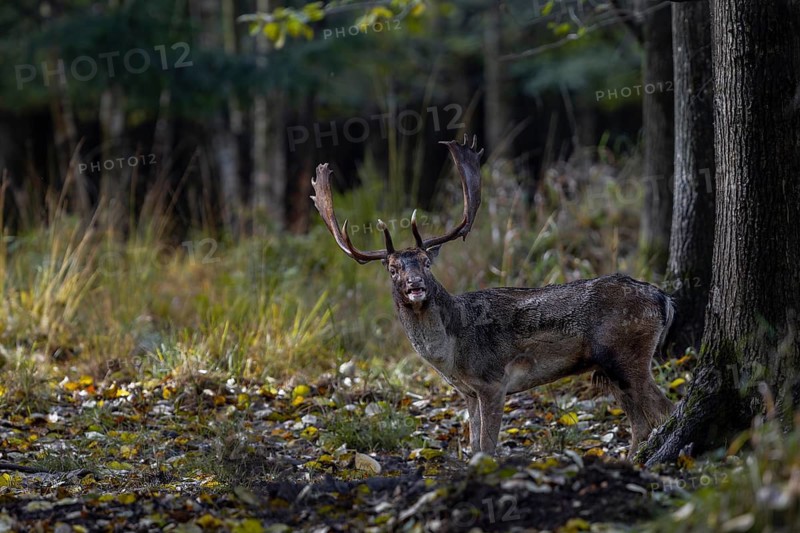 Standing in the rut, the fallow deer (Dama dama) waits for a female ready to mate, rut, mating season, deer rut, autumn, October, Germany
