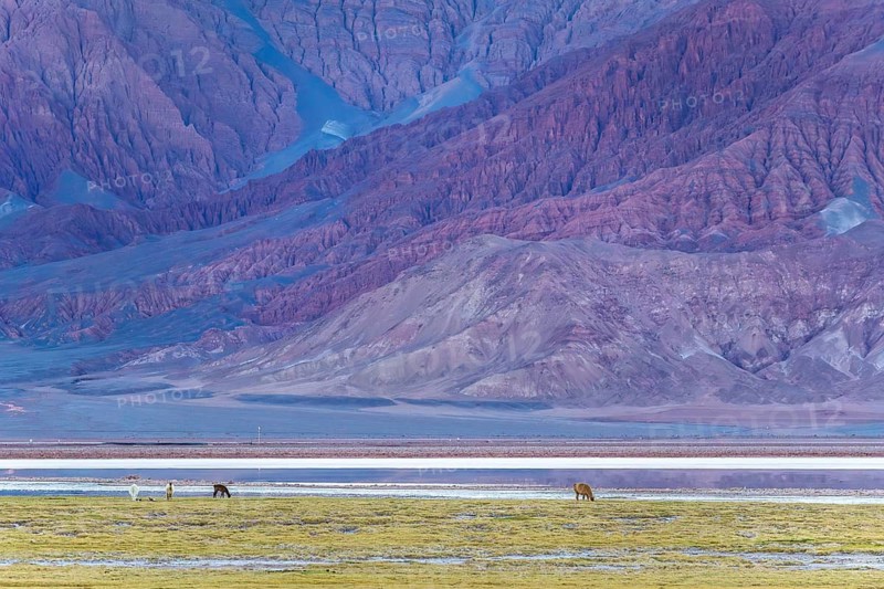 Llamas roam freely in the breathtaking Andean Altiplano of La Puna, Argentina. This serene scene captures the contrasting colors of vibrant mountain ranges and stark salt flats under a wide sky