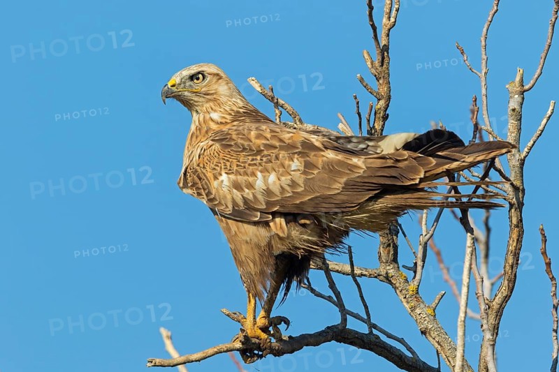 Adlerbussard, Long-legged Buzzard, Buteo rufinus, Buse féroce, Busardo Moro