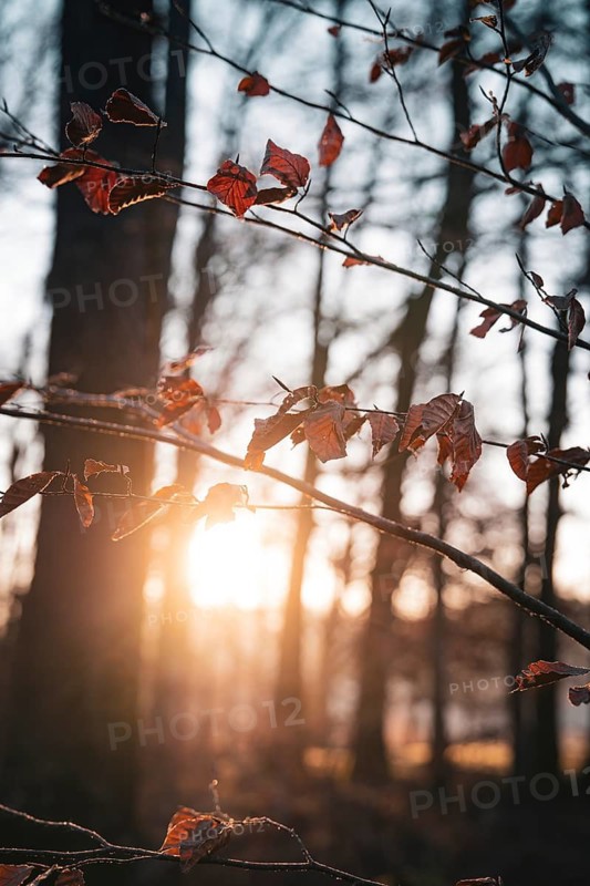 Sunlight falls on autumn leaves and branches in the forest, Gechingen, Calw district, Black Forest, Germany