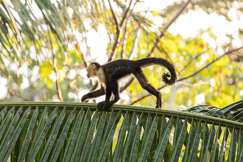 Capuchin monkey walks on a palm tree in the jungle, Osa Peninsula, Puntarenas, Costa Rica