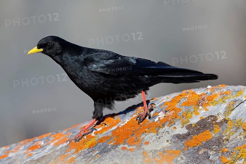 Alpendohle, Alpine Chough, Yellow-billed Chough, Pyrrhocorax graculus, Chocard à bec jaune, Chova Piquigualda