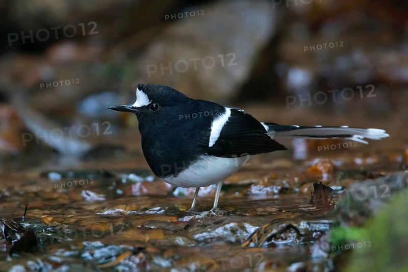White-crowned Forktail (Enicurus leschenaulti), Thailand
