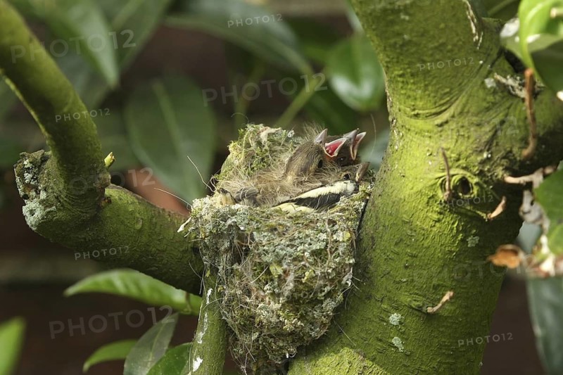 Common Chaffinch (Fringilla coelebs) juvenile, Lower Saxony, Germany