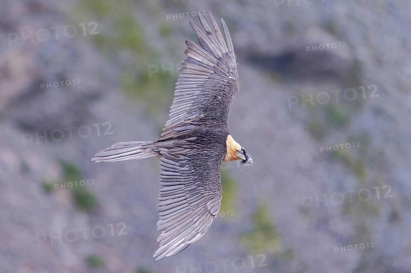 Bearded Vulture (Gypaetus barbatus) flying, Italy