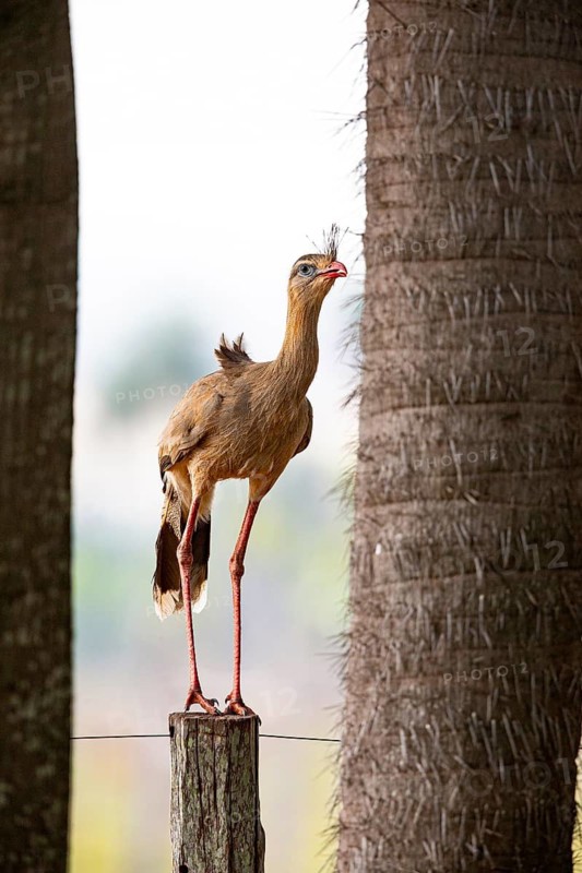Red-footed seriema (Cariama cristata) Pantanal Brazil