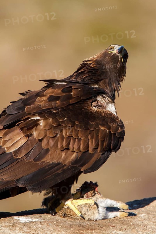 Golden Eagle (Aquila chrysaetos) female, Castile and Leon, Spain