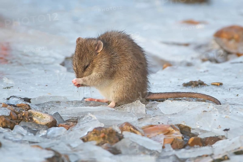 Brown rat (Rattus norvegicus) adult rodent animal washing its face on ice of a frozen lake in winter, England, United Kingdom