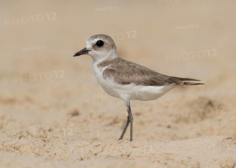 Kentish Plover (Charadrius alexandrinus) foraging on beach, Goa India
