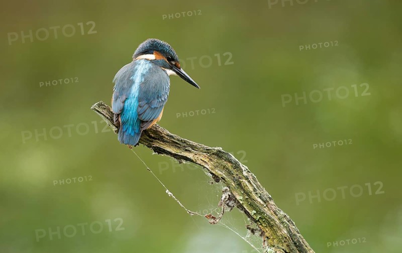 Kingfisher (Alcedo atthis) sitting on an old branch, perch and looking for prey, Lower Saxony, Germany