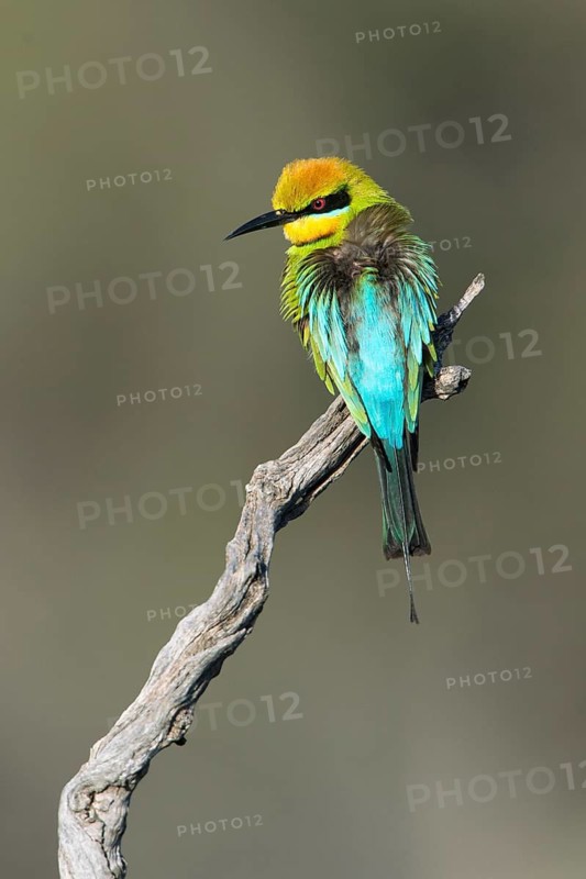 Rainbow Bee-eater (Merops ornatus) male perched on a branch, South Australia, Australia