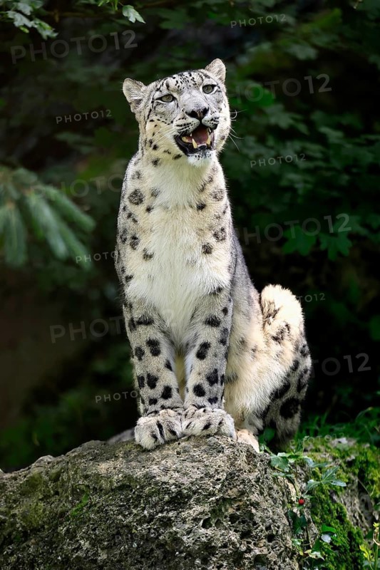 Snow leopard (Uncia uncia), adult, alert, sitting on rocks, endangered species, captive