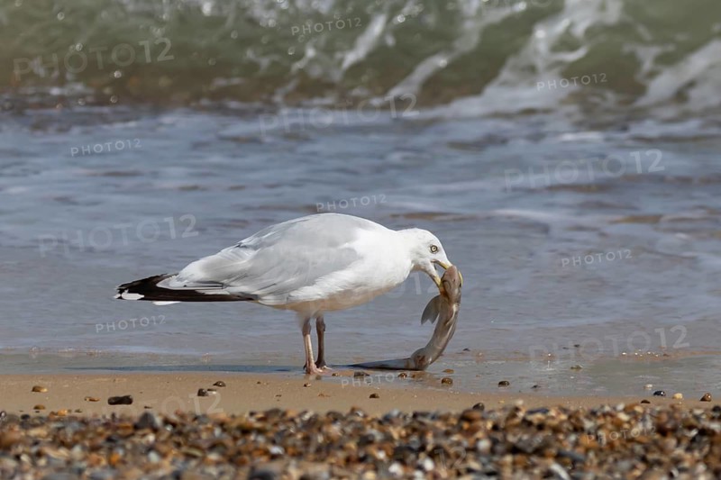 Herring gull (Larus argentatus) adult seagull bird feeding on a Dogfish shark fish on a beach in summer, England, United Kingdom