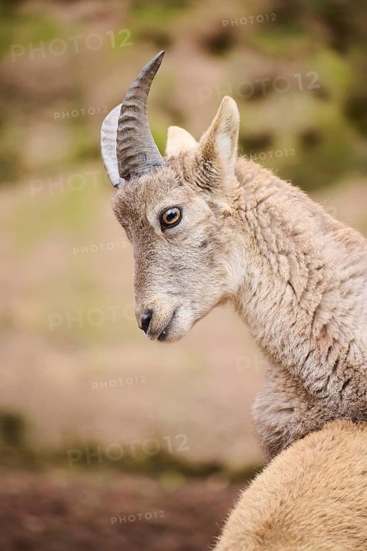 Alpine ibex (Capra ibex) joungster, portrait, Germany