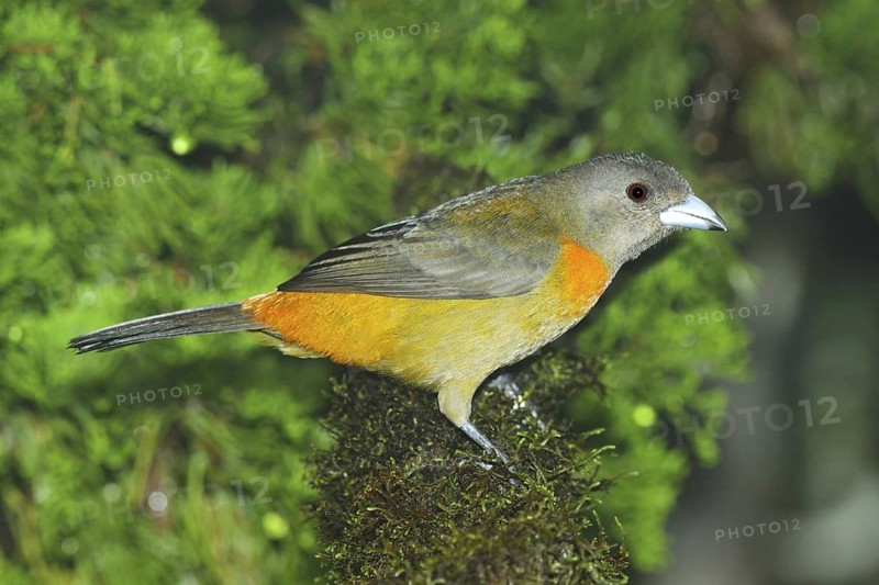 Cherrie's Tanager Ramphocelus costaricensis Las Cruces OTS Station, San Vito, Costa Rica 4 November Adult Male Thraupidae Endemic to Costa Rica and Panama