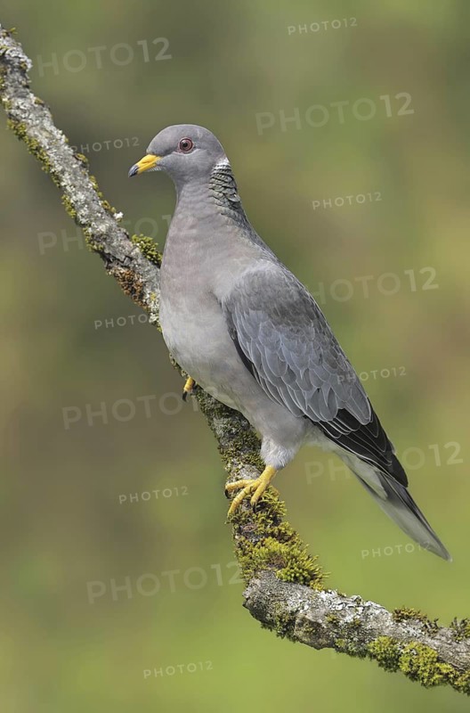 Band-tailed Pigeon (Patagioenas fasciata), British Columbia, Canada