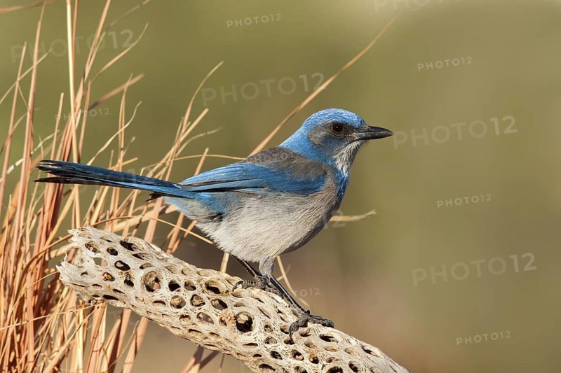 Woodhouse’s Scrub-Jay Aphelocoma woodhouseii Tucson, Pima County, Arizona, United States 9 February Adult Corvidae Formerly Western Scrub-Jay (Aphelocoma californica nevadae)
