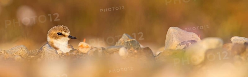 Animals, birds, plover, Kentish plover, (Charadrius alexandrinus), biotope, habitat, foraging, Lesbos, Greece