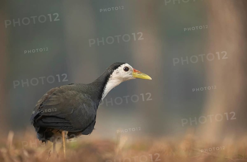 A white-breasted waterhen (Amaurornis phoenicurus), Sreepeur, Gazipur