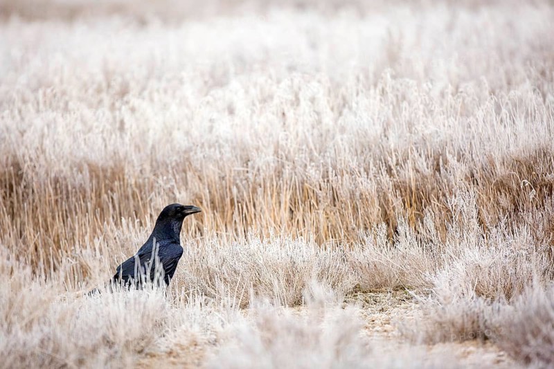 Northern Raven (Corvus corax), Castile-La Mancha, Spain