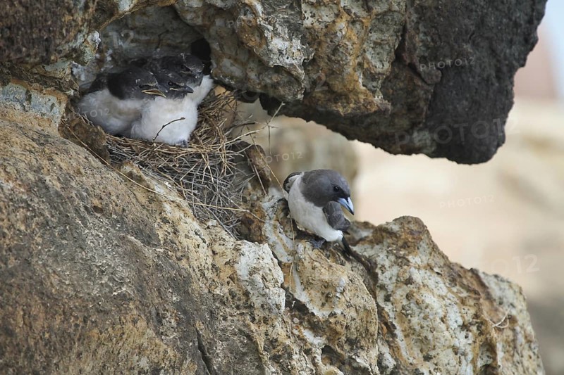 White-breasted Woodswallow (Artamus leucorynchus), Queensland, Australia