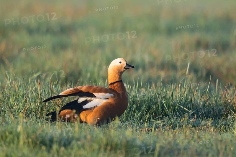 Ruddy Shelduck (Tadorna ferruginea) male, North Rhine-Westphalia, Germany