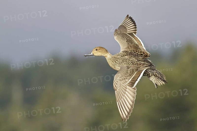 Northern Pintail (Anas acuta) female flying, British Columbia, Canada