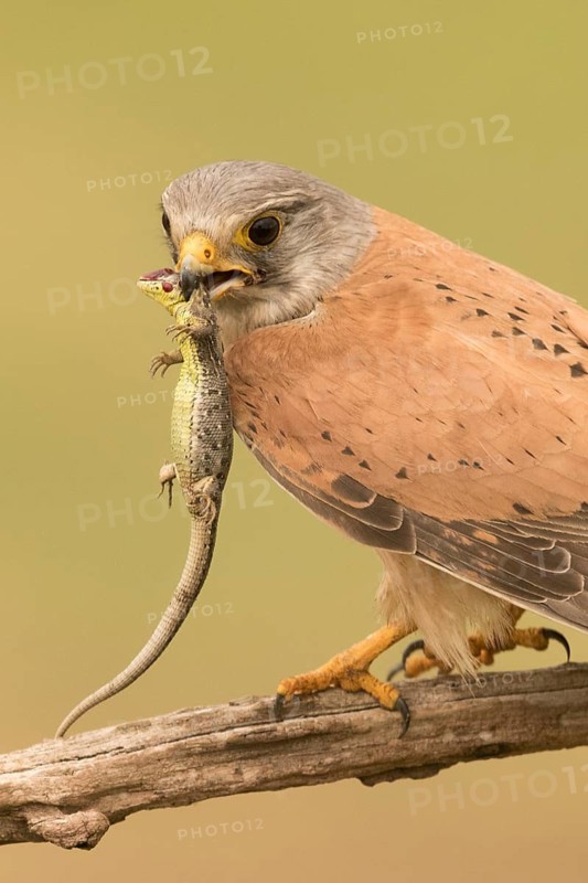 Common Kestrel (Falco tinnunculus) male perched on a branch with captured lizard, Serbia