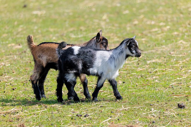 Two young pygmy goats (Capra hircus) are playing together on a sunny day in a green meadow. Austria