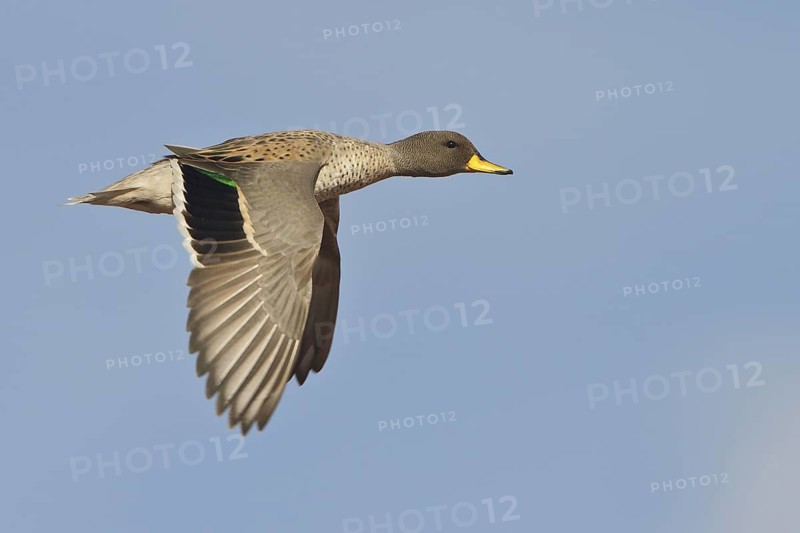 Speckled Teal (Anas flavirostris) in flight in Bolivia, South America