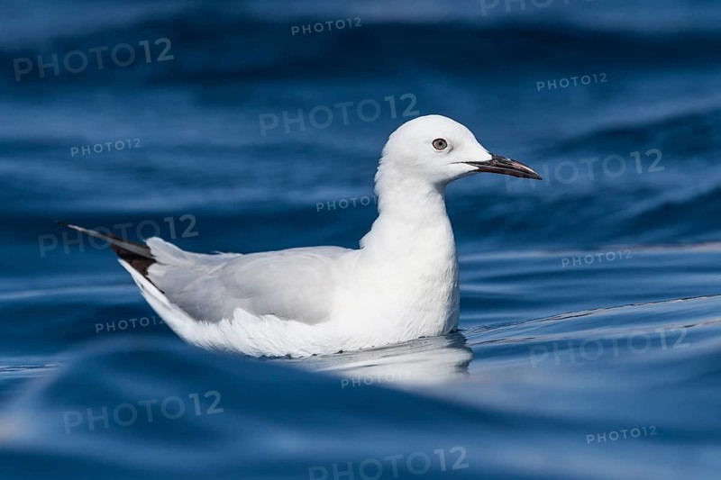 Slender-billed Gull (Chroicocephalus genei) flying, Eilat, Israel