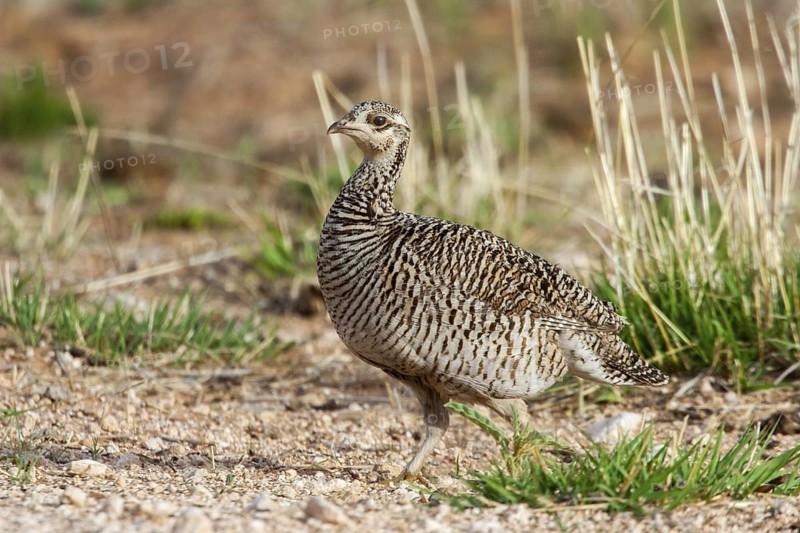 Lesser Prairie-Chicken Tympanuchus pallidicinctus Milnesand, New Mexico, United States 11 May Adult Female Phasianidae