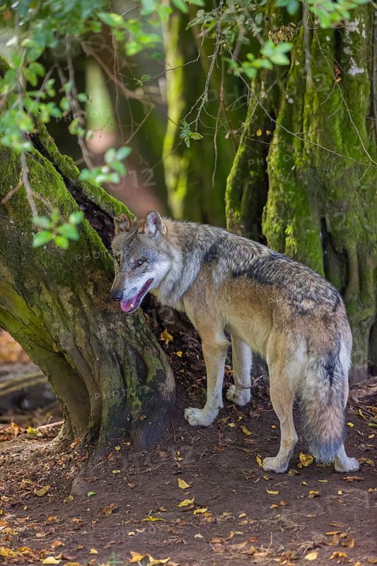 One adult male eurasian gray wolf (Canis lupus lupus) standing in front of an old split tree at a forest edge