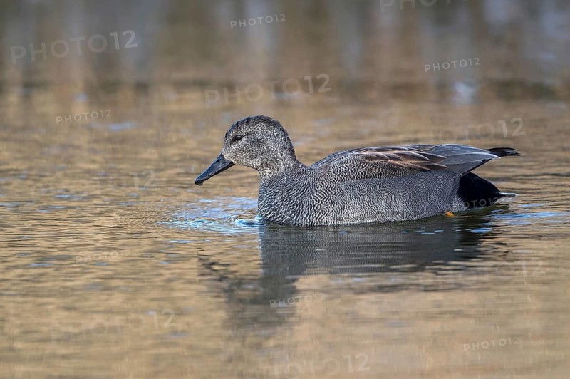 Gadwall (Mareca strepera) male, Mecklenburg-Western Pomerania, Germany