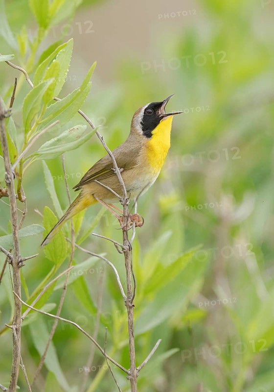 Common Yellowthroat (Geothlypis trichas) male singing, Texas, USA