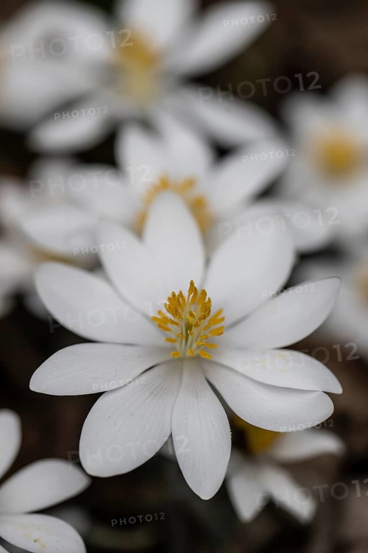 Canadian bloodroot (Sanguinaria canadensis), Emsland, Lower Saxony, Germany